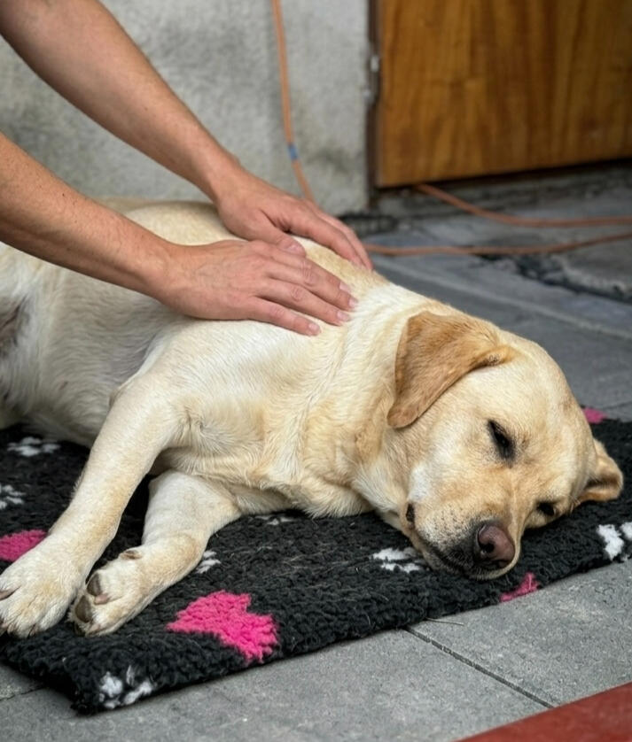 Masáže pro zvířata Labrador při masáži, dornova metoda pro zvířata